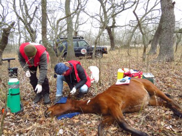 Nou sezon de vaccinări pentru caii de la Letea